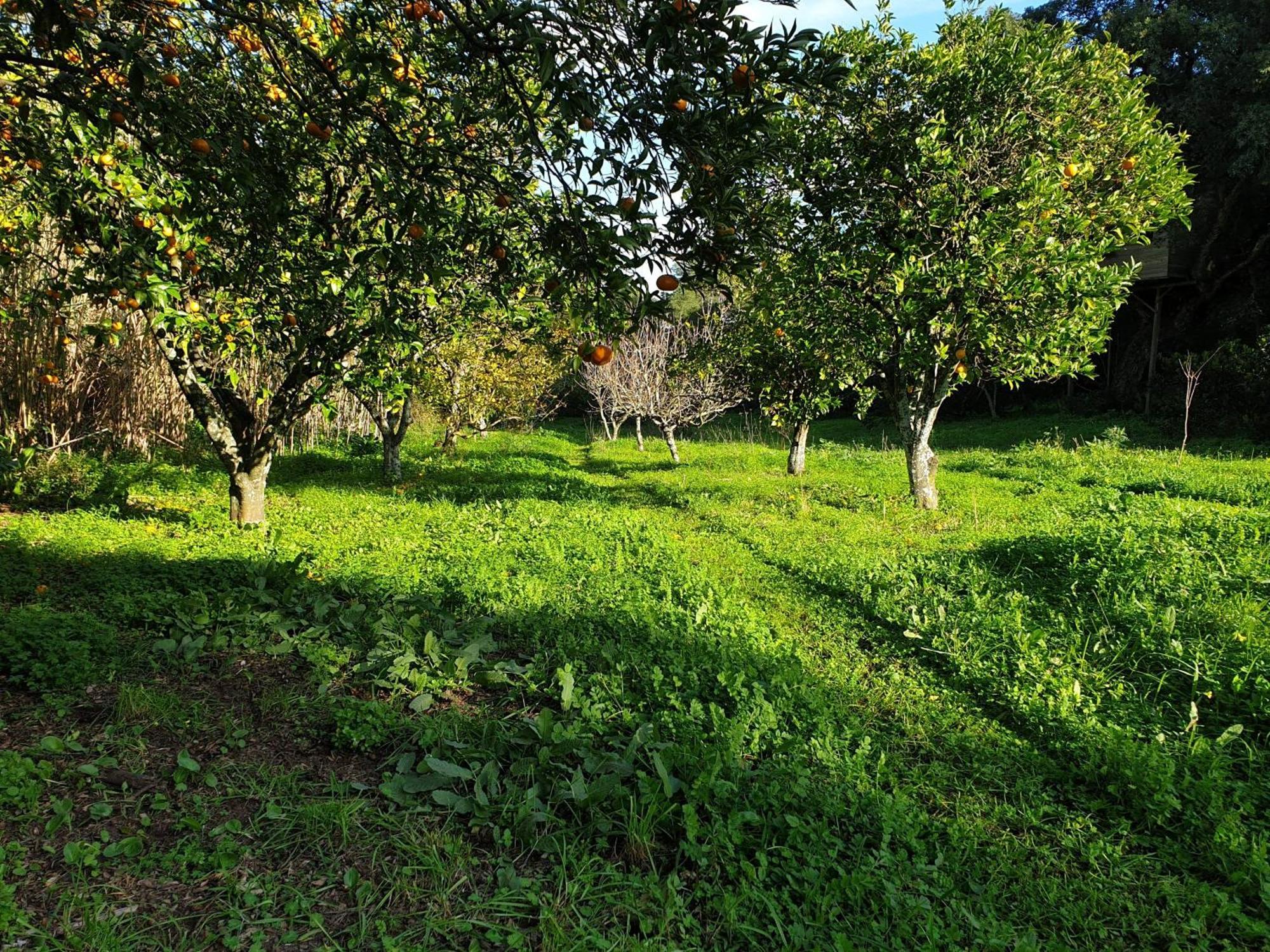 Quinta De Sao Pedro Sobreda Exterior foto